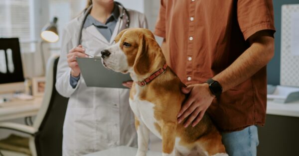 Veterinarian reviewing notes on a clipboard while a pet owner stands beside a dog during an appointment at a veterinary clinic.