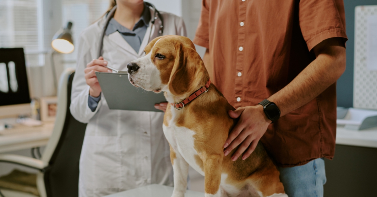 Veterinarian reviewing notes on a clipboard while a pet owner stands beside a dog during an appointment at a veterinary clinic.